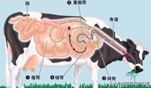 食草动物是怎么长肉的，靠特殊的吃肉方式