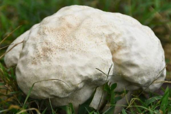 巨型白地菇多少钱一斤，最高20万/斤（有钱也未必能吃到）