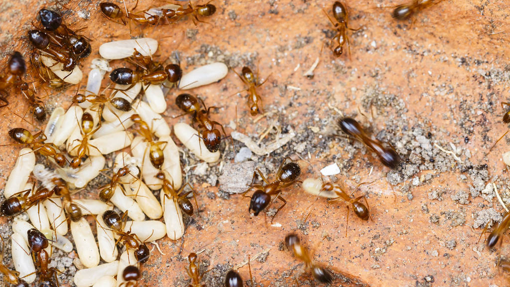 美洲来的外侵物种红火蚁有多危险