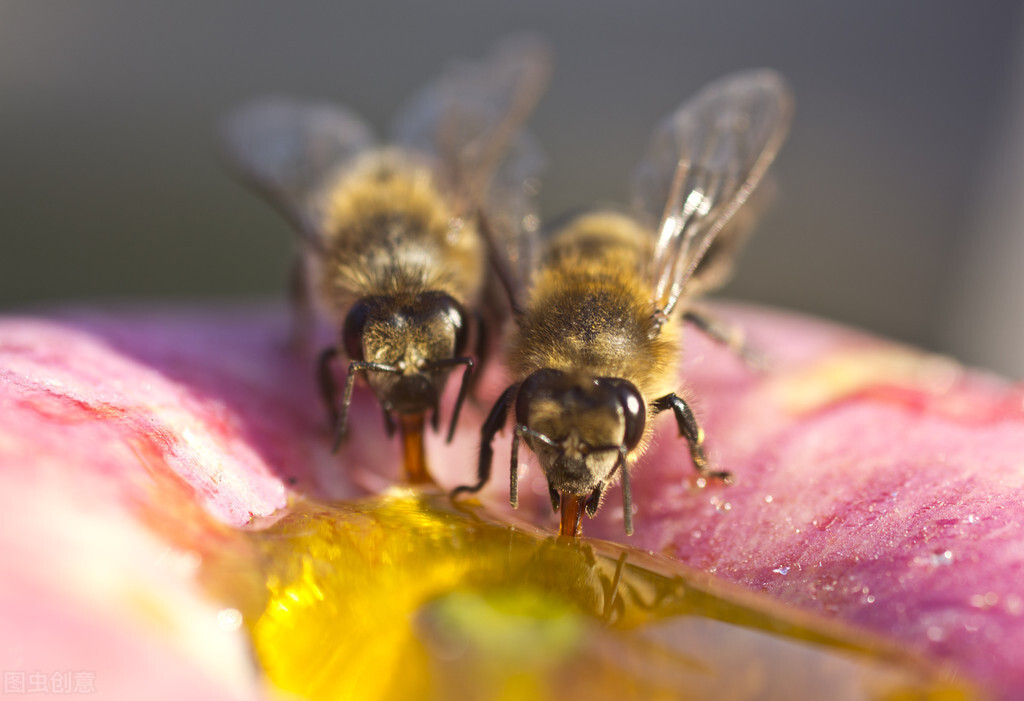 蜜蜂诱导剂都是用什么花粉