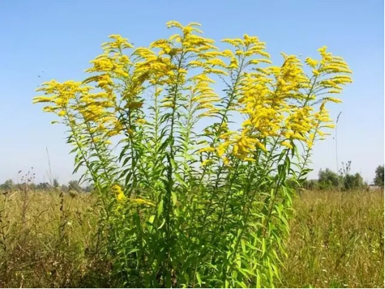 成都疑现加拿大一枝黄花 有关部门对此高度重视