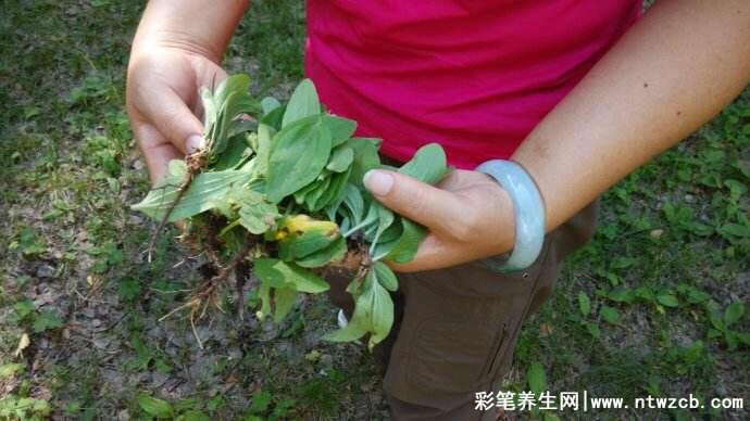 一种草药彻底根治咽炎