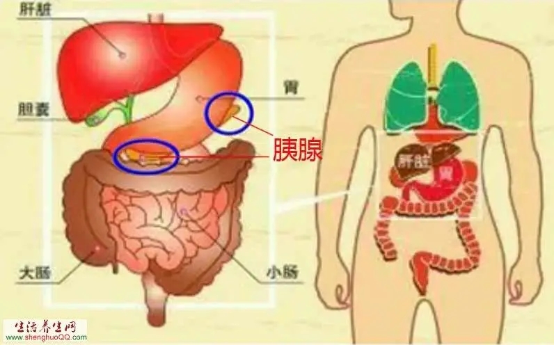 胰腺疼痛位置图片正确部位图解，上腹部肝脏两侧引起腰背痛