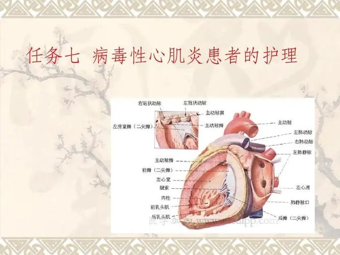 心肌炎的6个危险信号，发热胸痛/心跳过快过慢/胸闷气短/极其