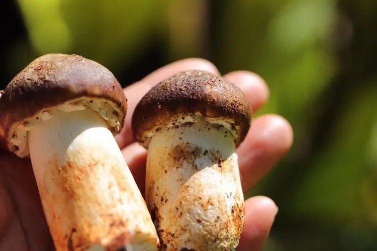 霉菌性阴炎最怕的克星食物，蔓越莓可预防女性尿路感染