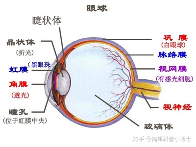 一双眼角膜多少钱,人造眼角膜多少钱