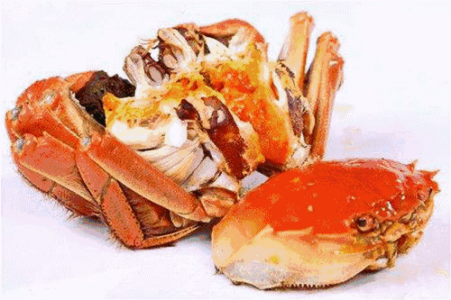 吃橘子可以吃螃蟹吗?螃蟹吃的食物列表