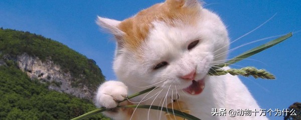 猫咪可以吃花生吗